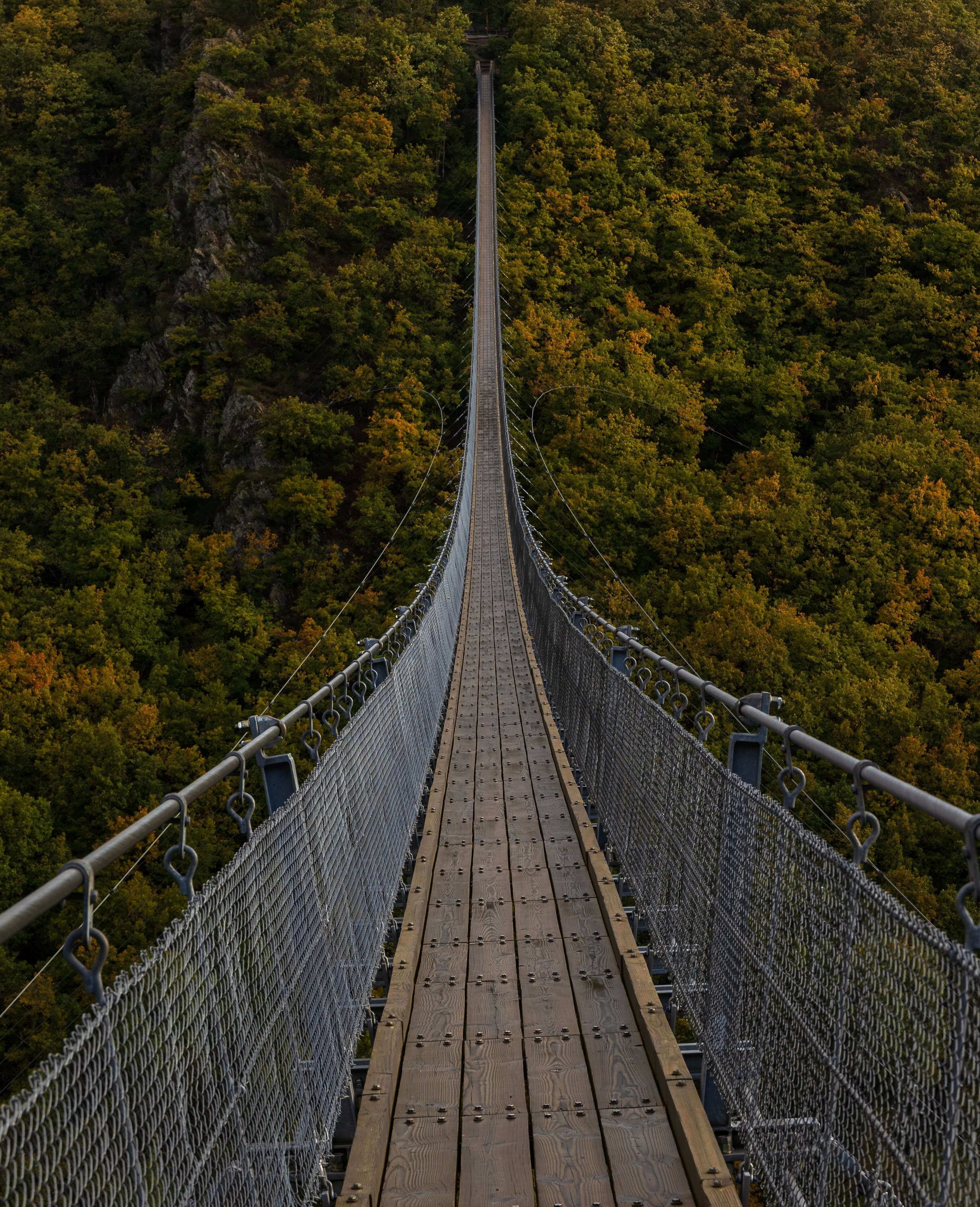 Long bridge over forest